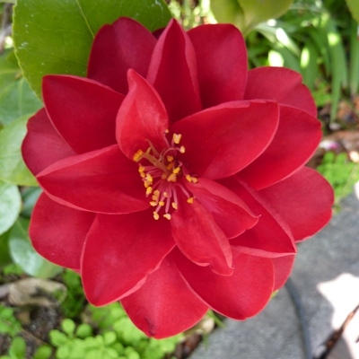 Red Devil
